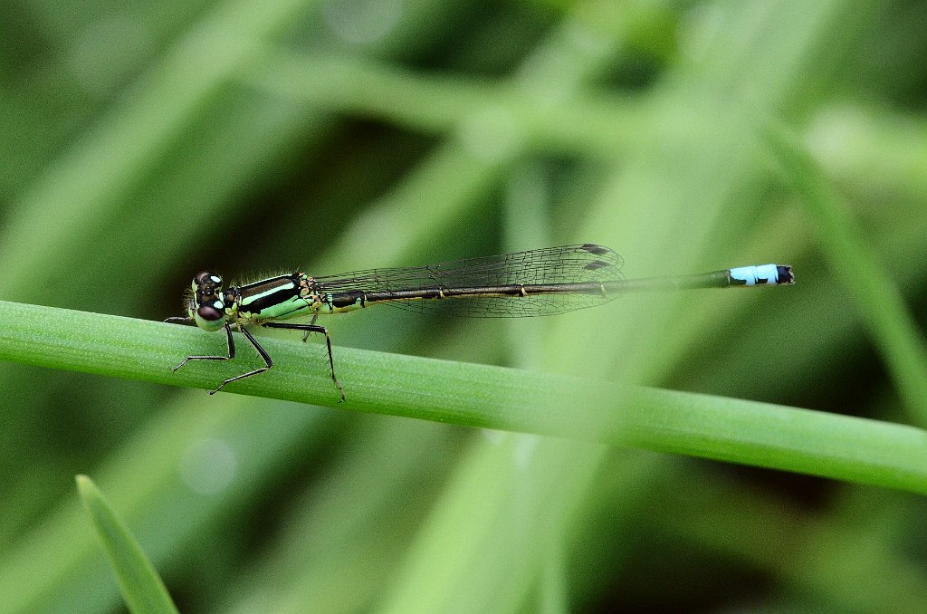 042 2013-06088026 Pointe Rok, MA.JPG - Eastern Forktail Damselfly (Ischnura verticalis). Pointe Rok, MA, 6-8-2013